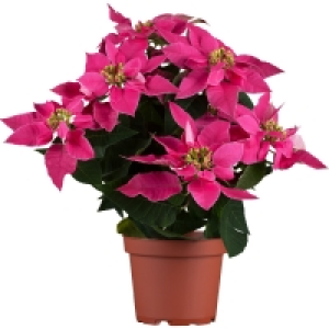 OBI  Grow by OBI Weihnachtsstern Pink mit 5-7 Brakteen Topf-Ø ca. 13 cm