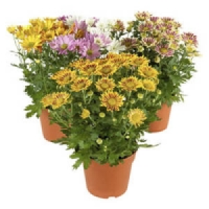 Chrysanthemen, 5 Trieber