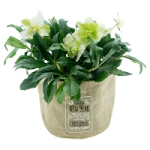 GARDENLINE® Christrose 5.99 €