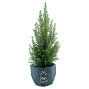 GARDENLINE® Zuckerhutfichte 4.99 €