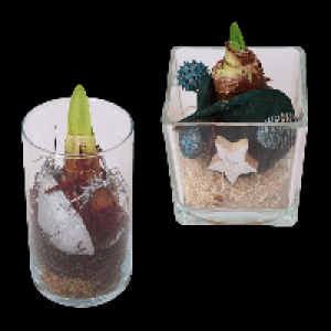 GARDENLINE Weihnachtliche Amaryllis im Glas 7.99 €