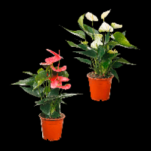 GARDENLINE Anthurie 3.99&nbsp;&euro;