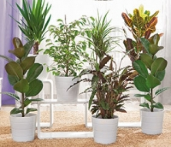 Gr&uuml;npflanzen 3.99&nbsp;&euro;