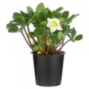 Christrose Helleborus 3.49&nbsp;&euro;
