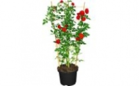 Kletterrose am Spalier 9.99&nbsp;&euro;