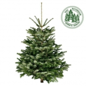 Piardino Nordmanntanne 29.95 €
