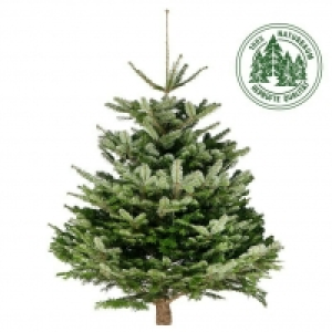 Piardino Nordmanntanne 39.95 €