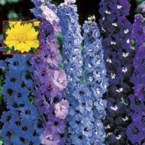 Beetstauden 17-cm-Topf 3.99 €