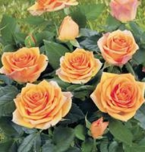 Rosenbusch 9.99 €