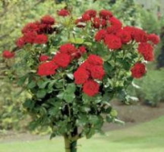 Edelrosenstamm Flower Circus &reg; 24.99&nbsp;&euro;