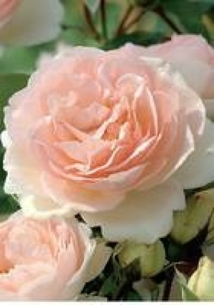 Renaissance-Rose 15.99&nbsp;&euro;