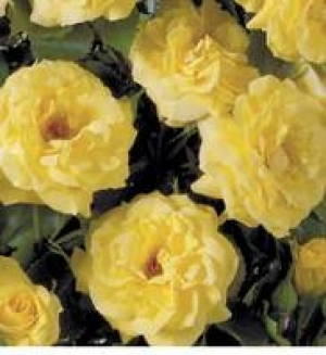 Kordes Beet- und Edelrose 9.99&nbsp;&euro;