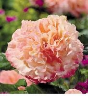 Tantau Beet- und Edelrose 9.99&nbsp;&euro;