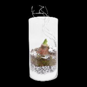 GARDENLINE Amaryllis im Zylinderglas 9.99 €