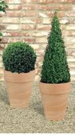 Buchsbaum Pyramide 15.99&nbsp;&euro;