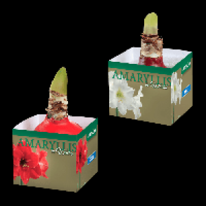 GARDENLINE Amaryllis 5.99 €