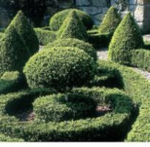 Buchsbaum 9-cm-Topf 1.29&nbsp;&euro;